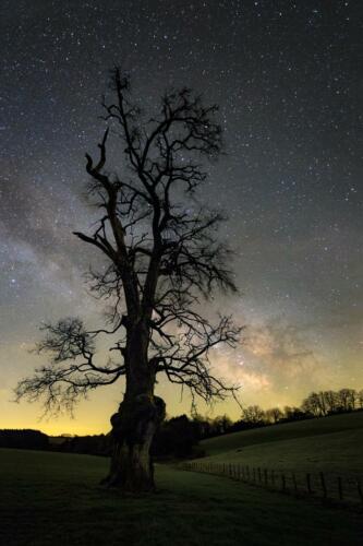 Le Vieil Arbre et la Voie lactée