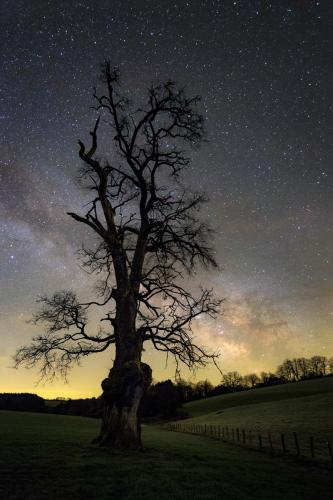 Le vieil arbre et la Voie lactée